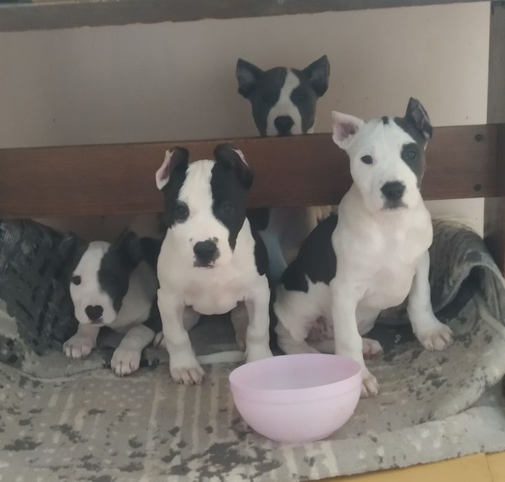 Шеночки американский пит бул