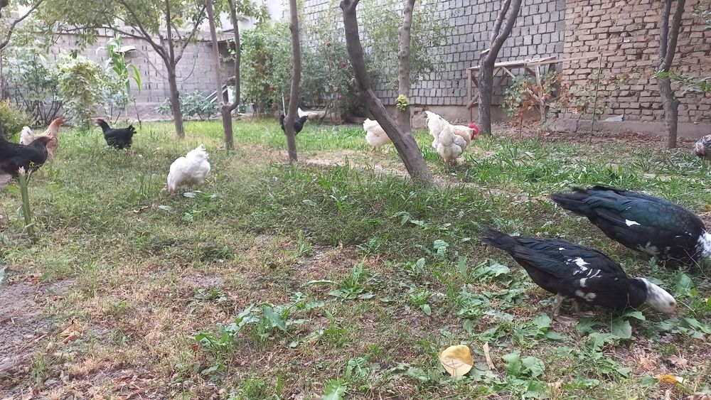 Продаётся домашние яйца