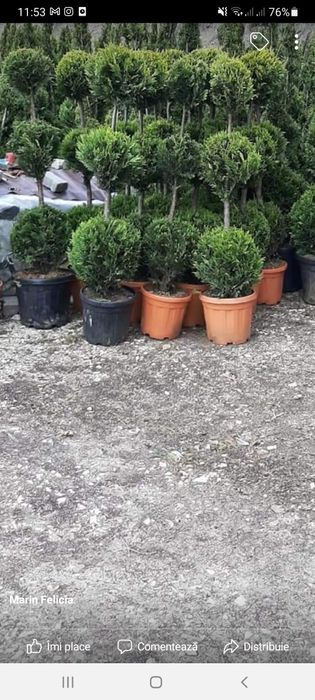 Plante ornamentale pentru o grădină de vis