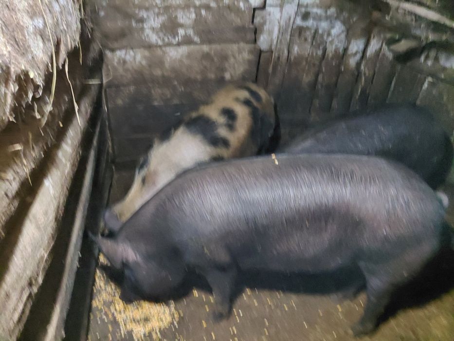 Угоени Прасета на сметка