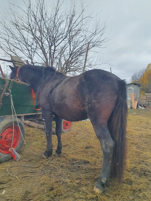 Vind ponei de talie înaltă