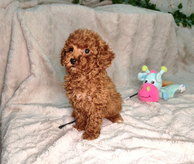 Vand baietel pudel rosu toy/pitic