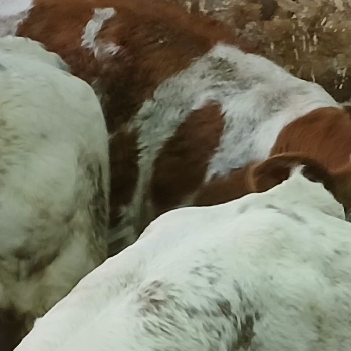 Vitei baltata românească si belgian