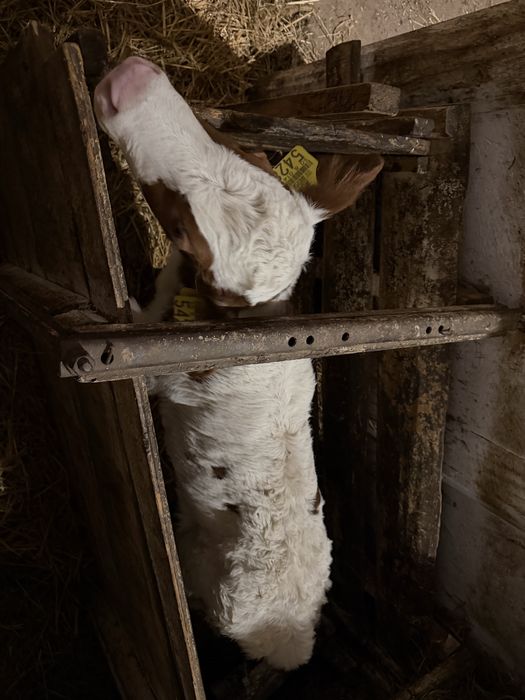 Vand vitea rasa baltat