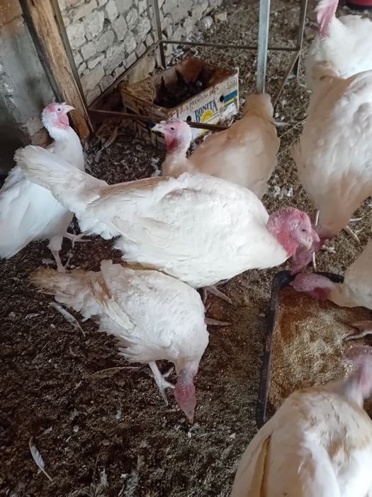 Бройлерни  пуйки