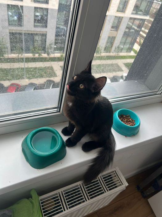 Котенок в добрые руки