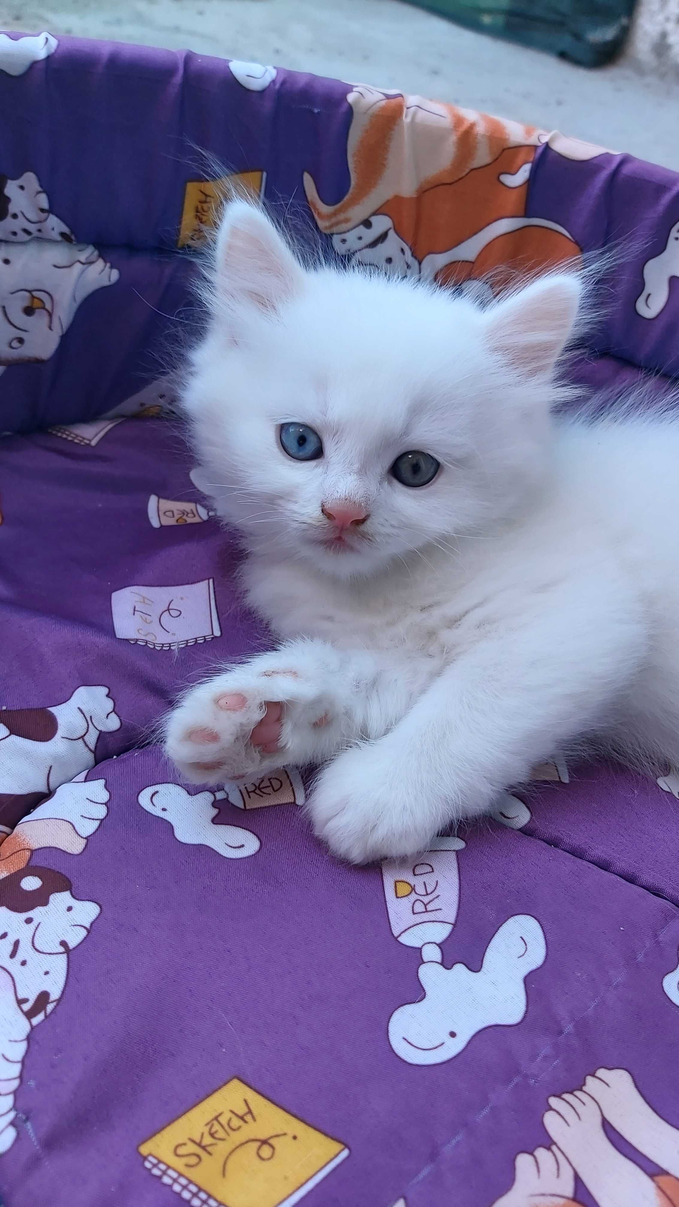 Ангорска котка...