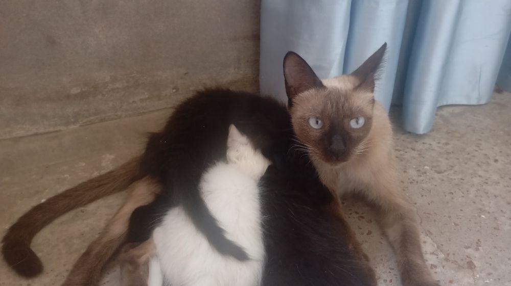 Сиамский   кошки