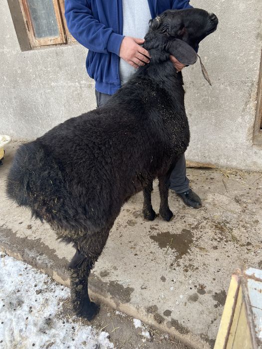 Halol qo’zi qo’chqorlar, qassob, kalla pocha