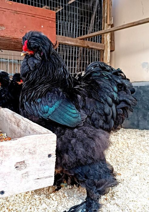 Troyka Brama zotli jujalari sotiladi! 
 1+3 — 3 oylik jujalar
 Sog‘lom