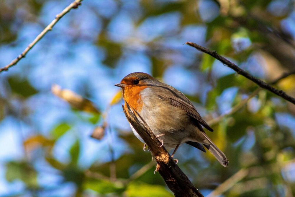 Canon EOS 4000D + EF 50mm f/1.8 STM + 18-55mm f/3,5-5,6 EF-S III