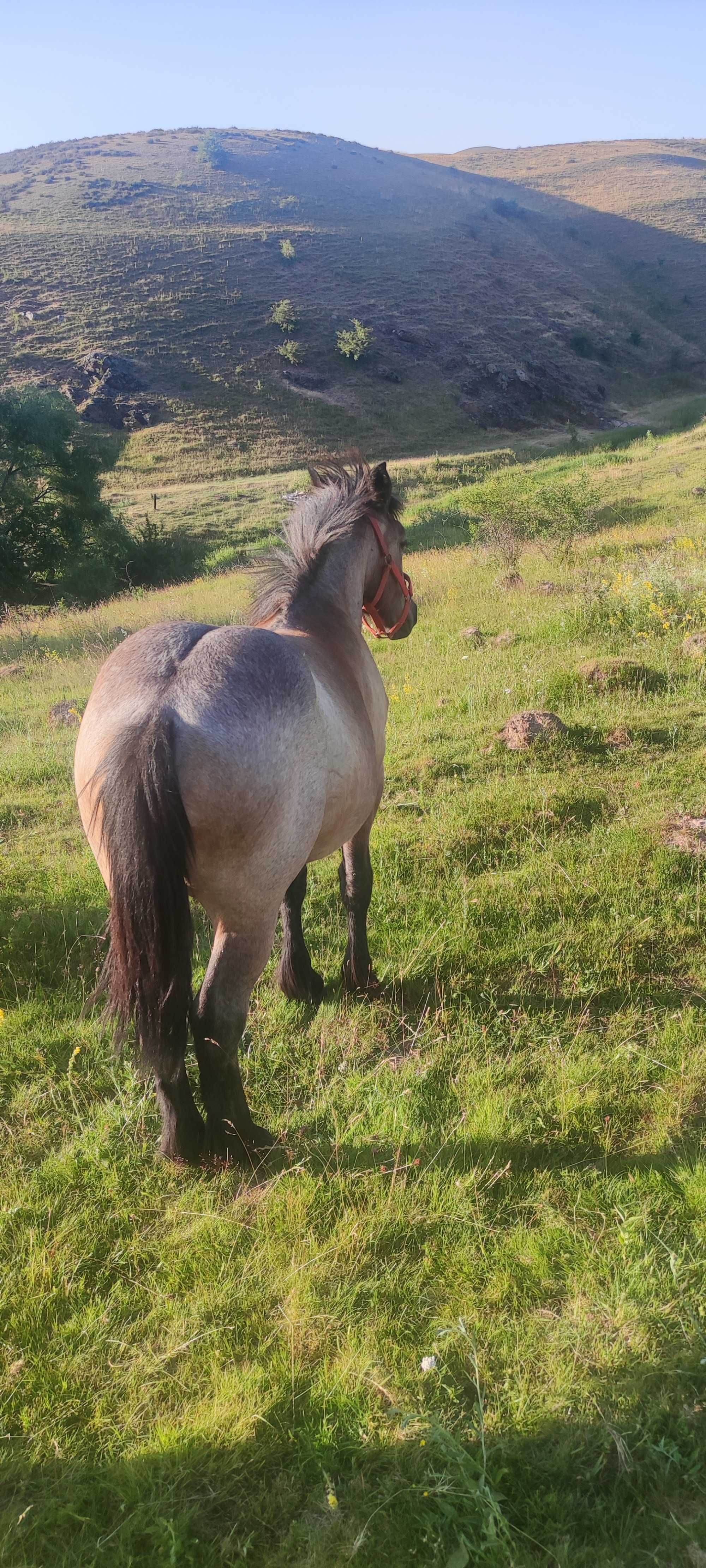 Vând mânză de 1 an