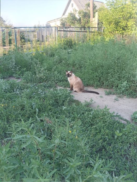 Отдам стерилизованных кошек в добрые руки