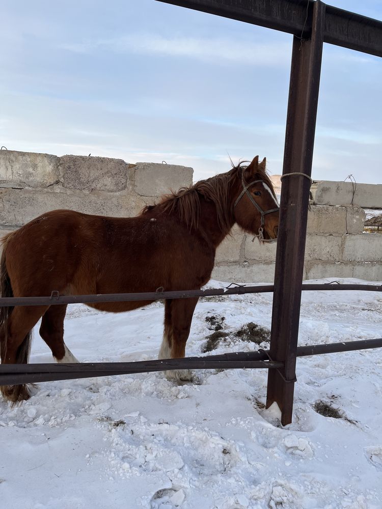 Продам жеребца 7 лет российский тяжеловоз