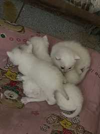 котята белые, кошка