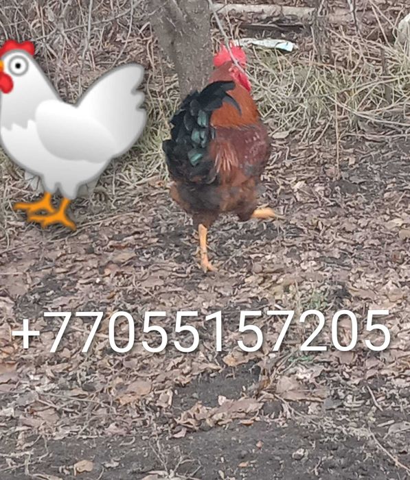 Продам молодых петушков .