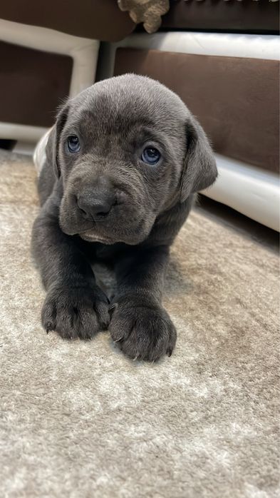 Кученце Кане Корсо