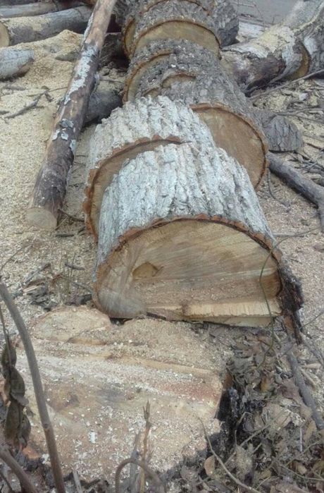 Дрова бревна бесплатно