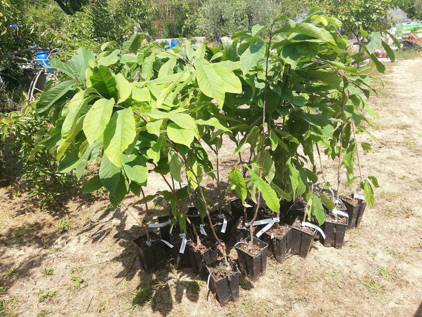 Pom Fructifer PAW-PAW Banana Nordului 50 - 90 cm la Ghiveci