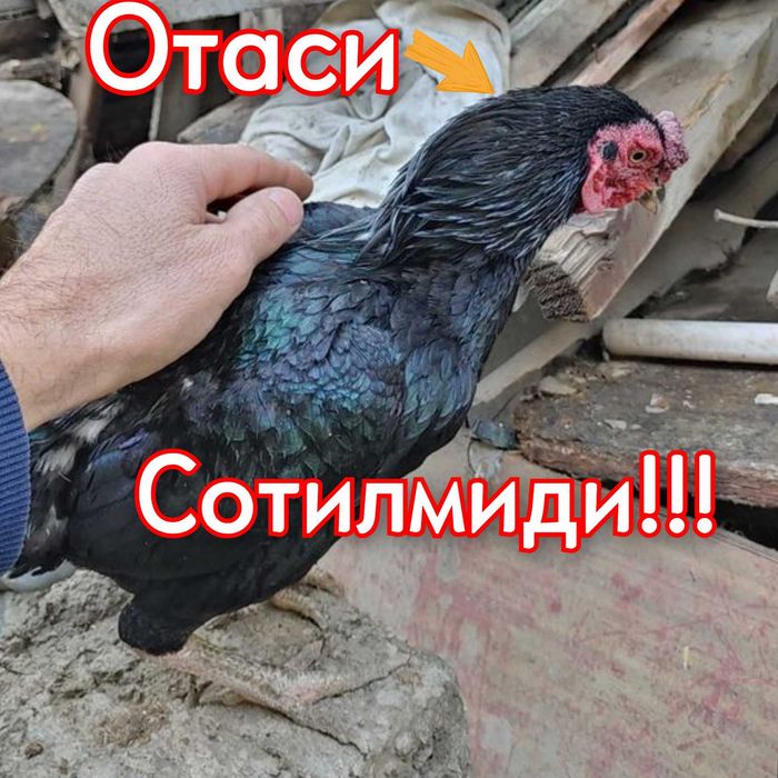 КО ШАМО японка хуроз жужалари сотилади