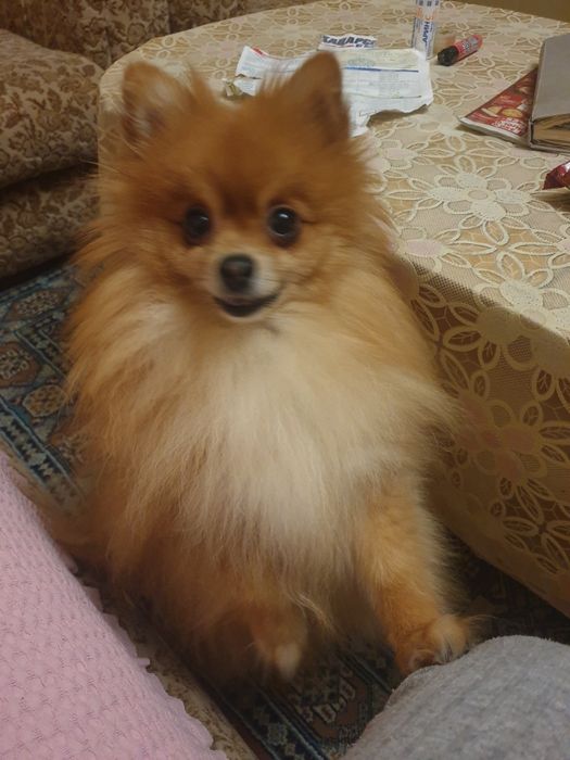 Продавам куче померан