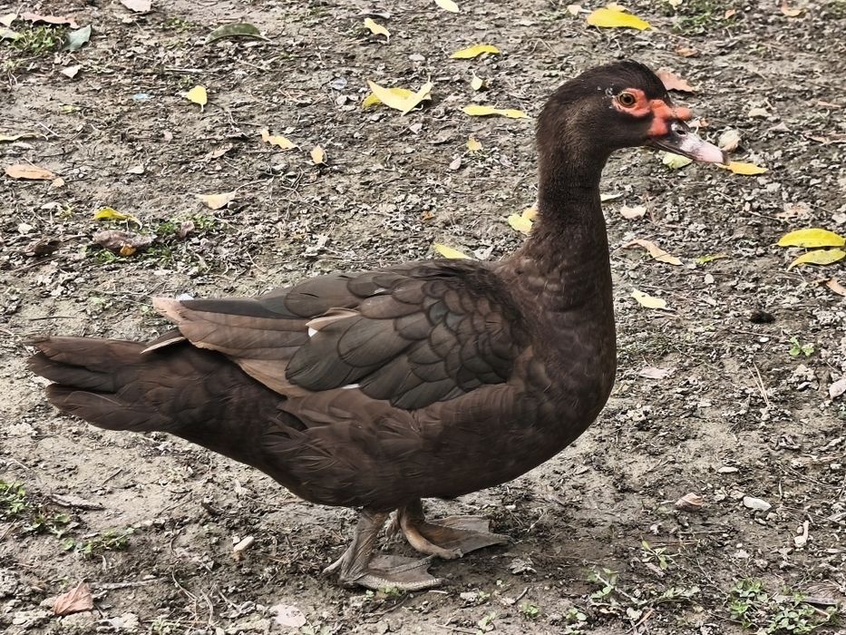 Vând rațe leșești