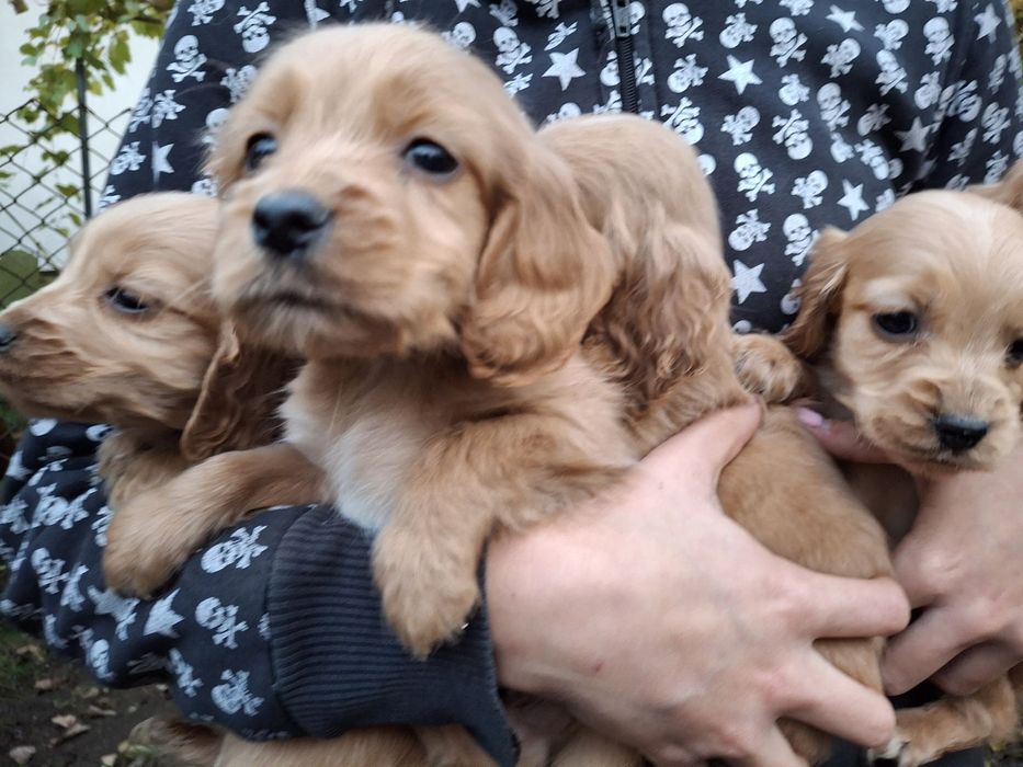 Кученца Кокер Шпаньол