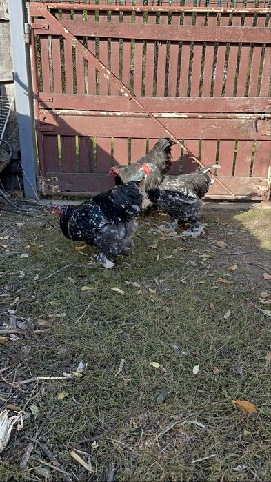 Cocosi brahma tineret