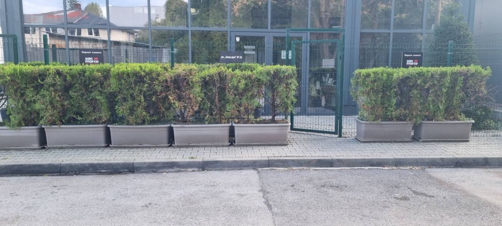 Туи Ауреа Нана с големи кашпи