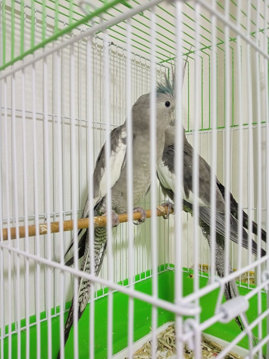 Продам пара корелл