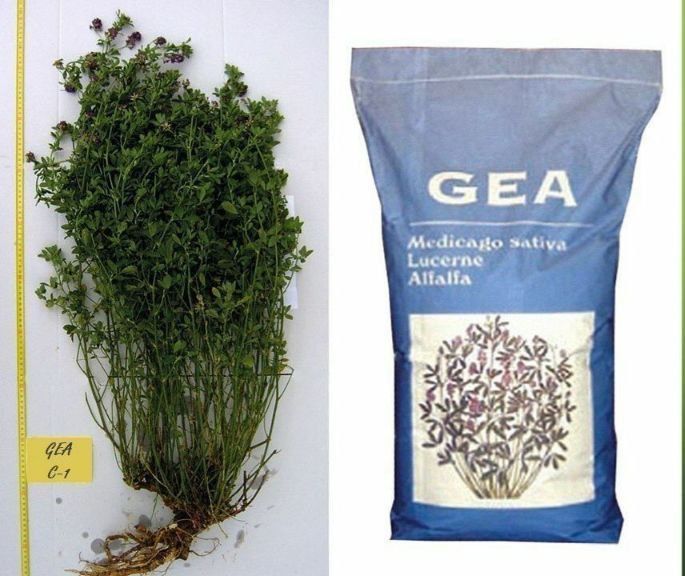 Беда уруг (оригинал)