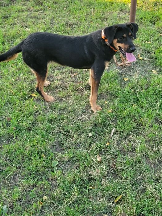 Cățeaua de vânătoare