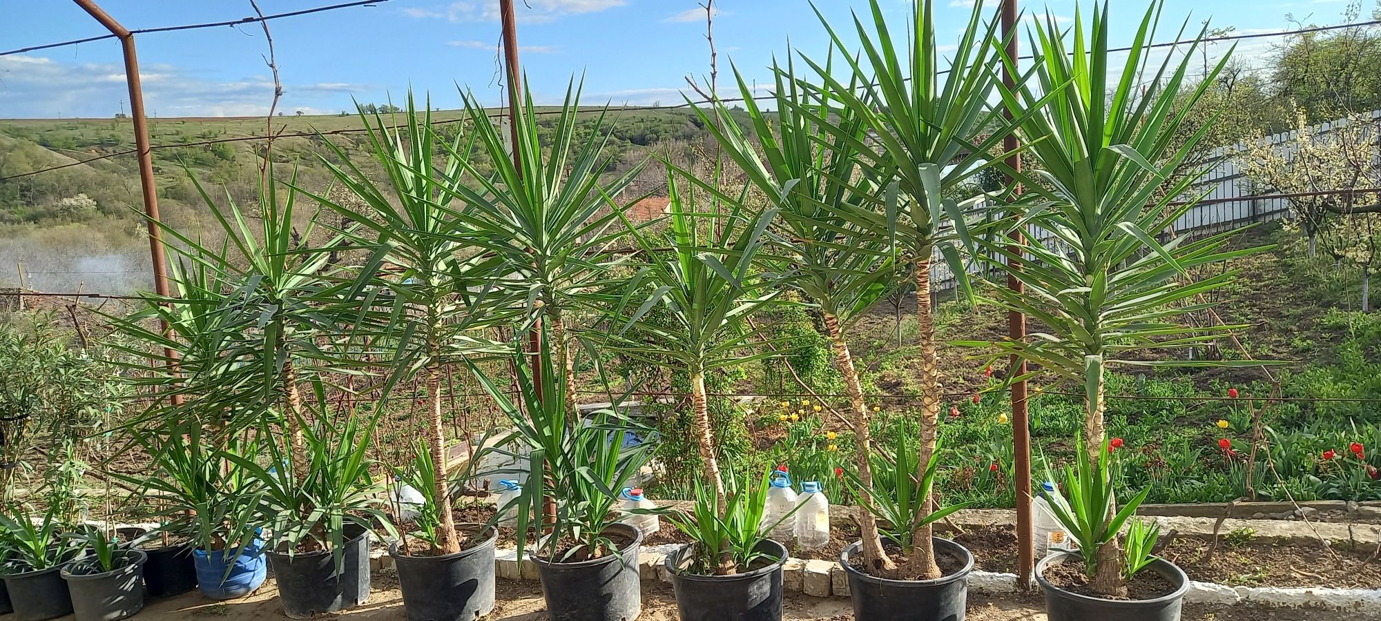 Yucca de vanzare