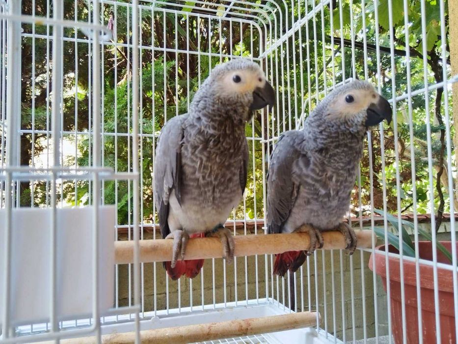 Продавам Кралско Жако