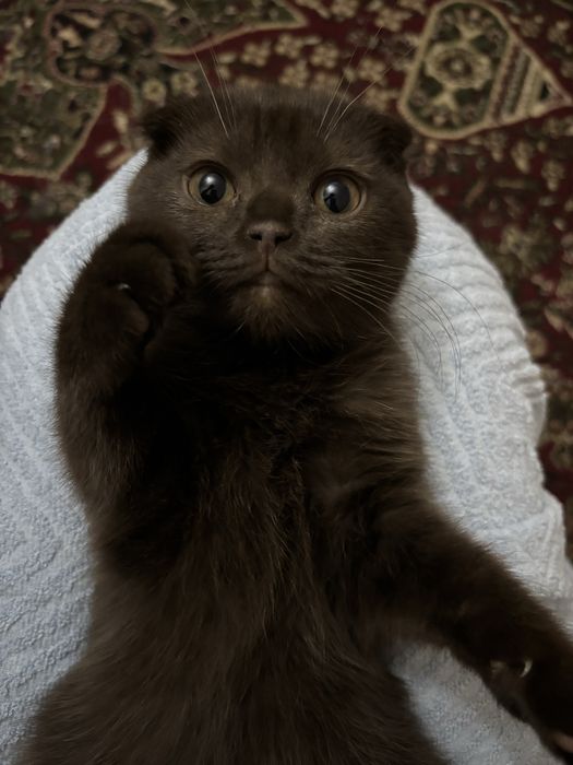 британский скотиш фолд