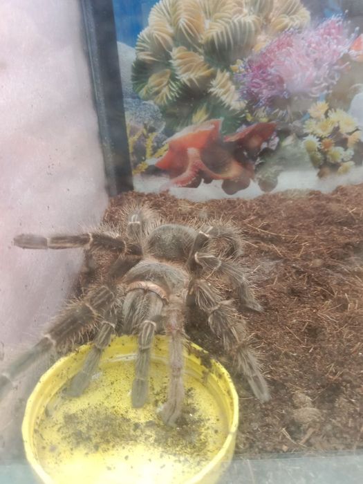 Паук птициед Lasiodora barahibana