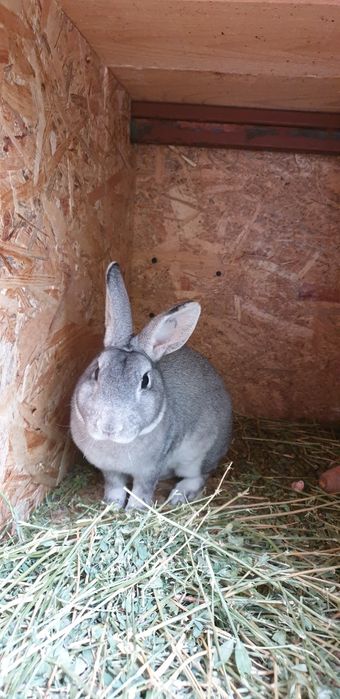 Vand iepuri rex pitic chinchilla