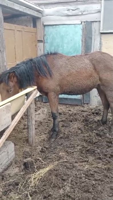 Тайлар с откорма