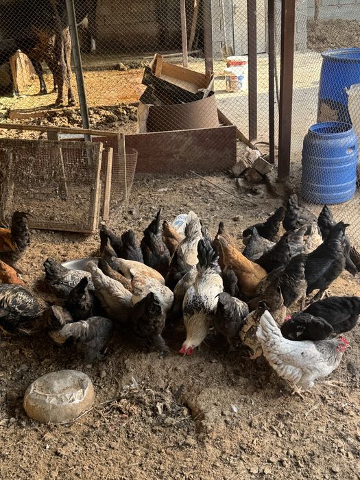 Казахский тауыктар