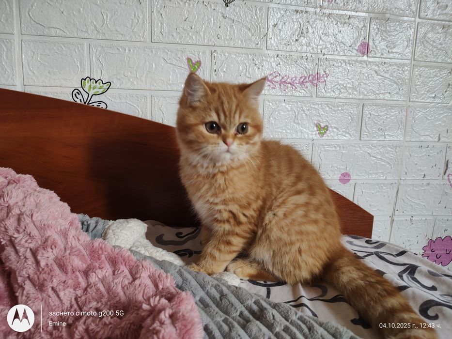 Британски котенца