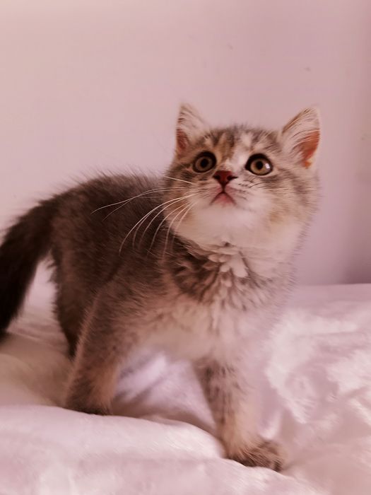 6 мес шотландские девочки