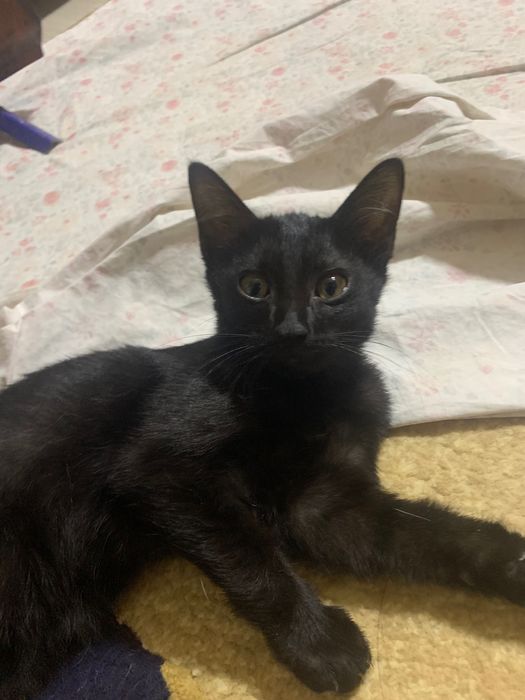 Отдам в хорошие руки двух котят
Два котенка (около 2 месяцев)