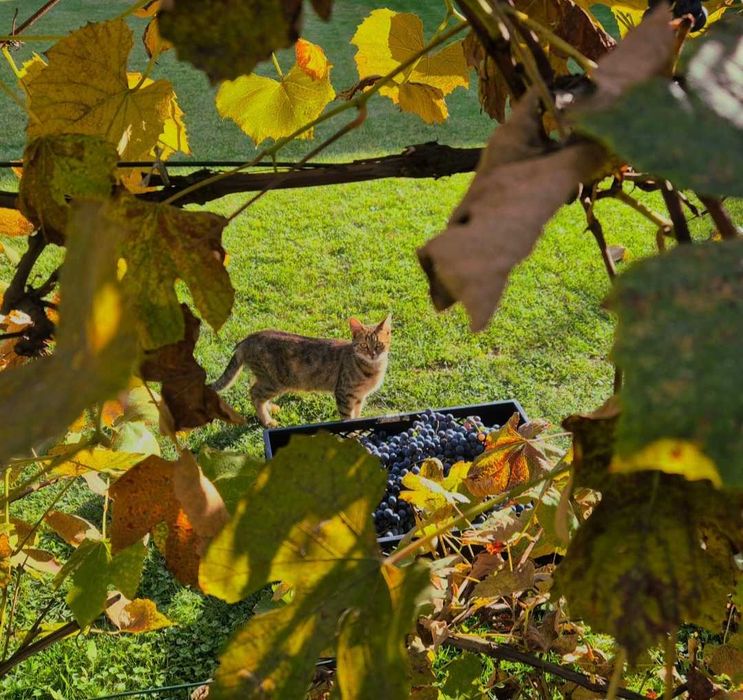 Suc natural din struguri si mere