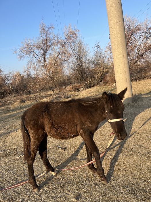 Жабагылар сатылады