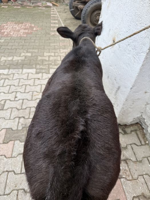 Vand vitea angus de 1 luna jumate