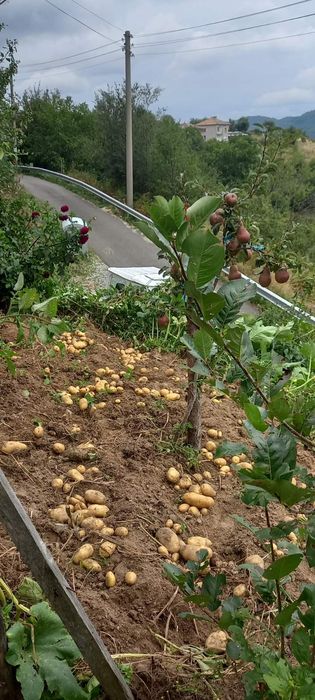 Картофи за консумация