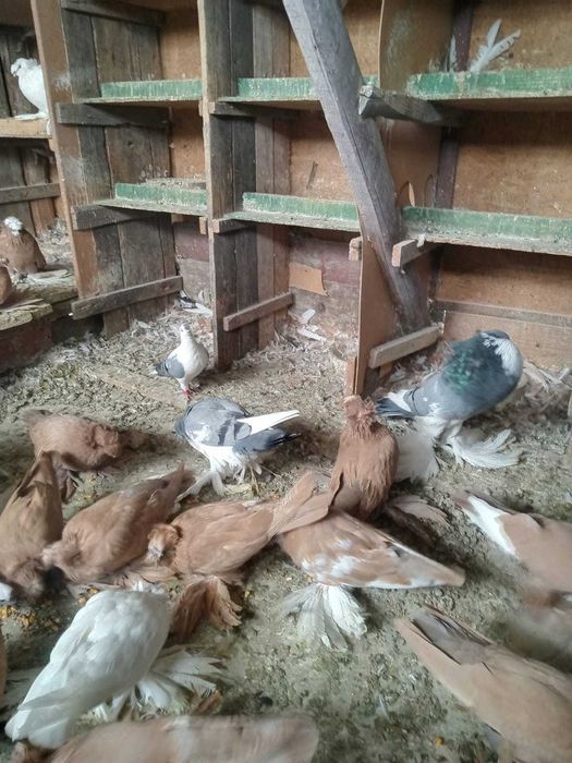 Vand porumbei gusat de pomerania