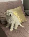 Vând Bichon Maltez