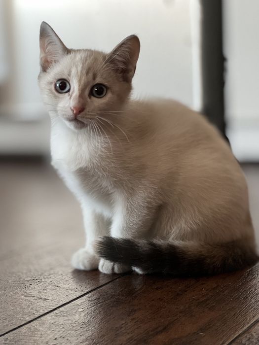 Котёнок (девочка) кошечка в добрые руки