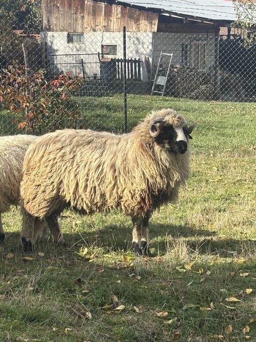 De vanzare berbec  noatin